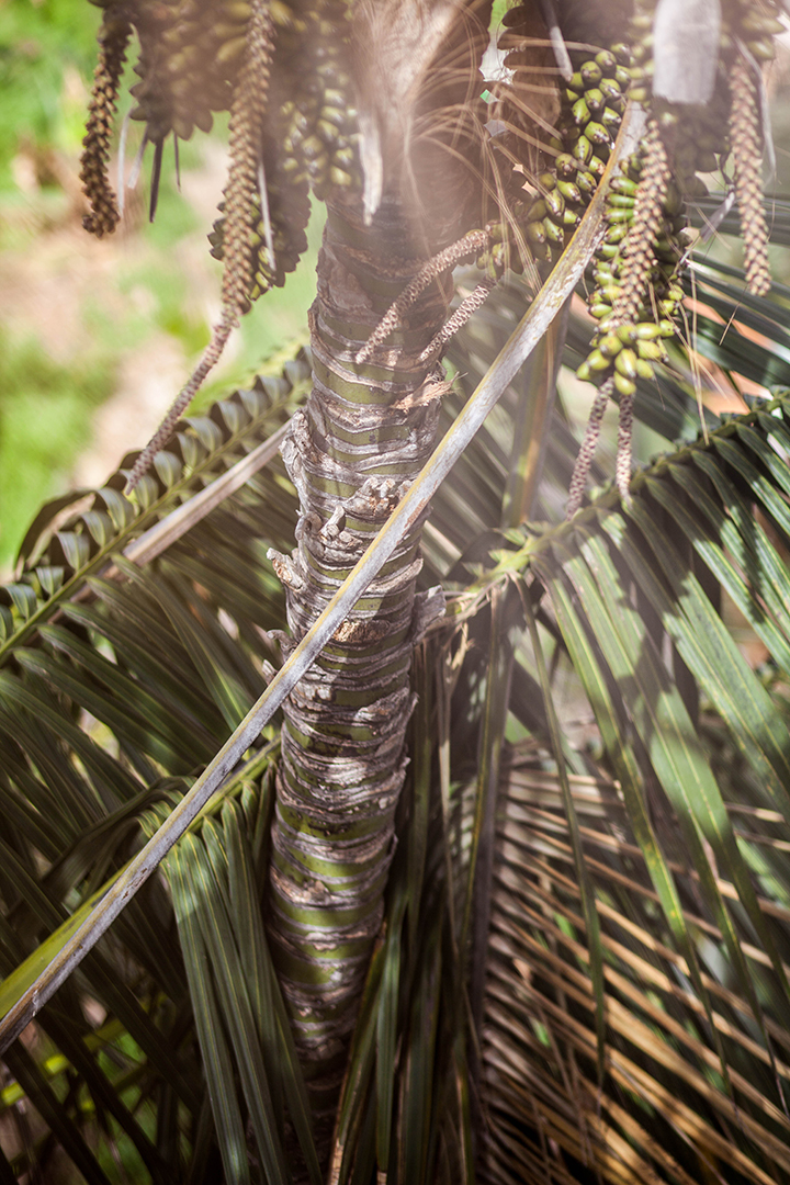 Finca_Detail1