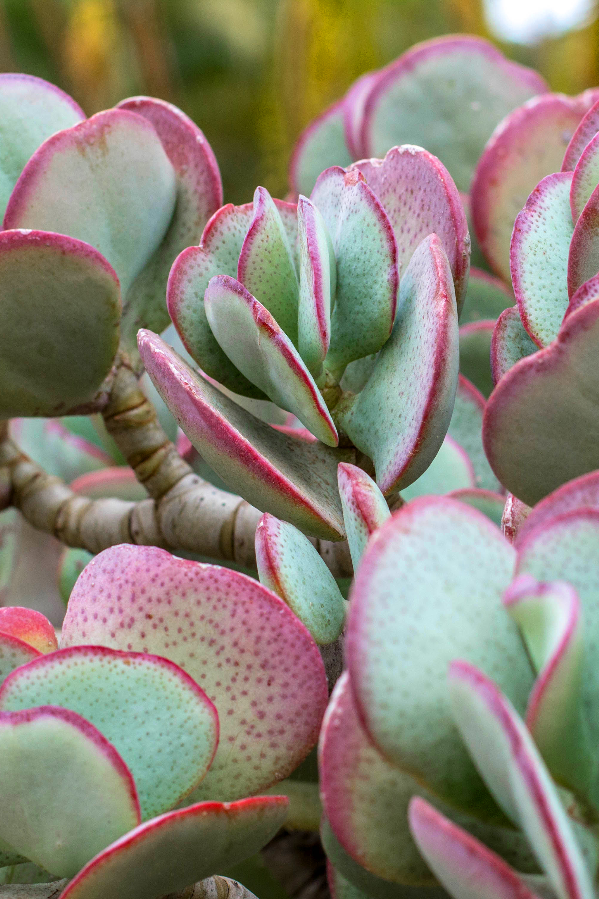 Finca_Flora