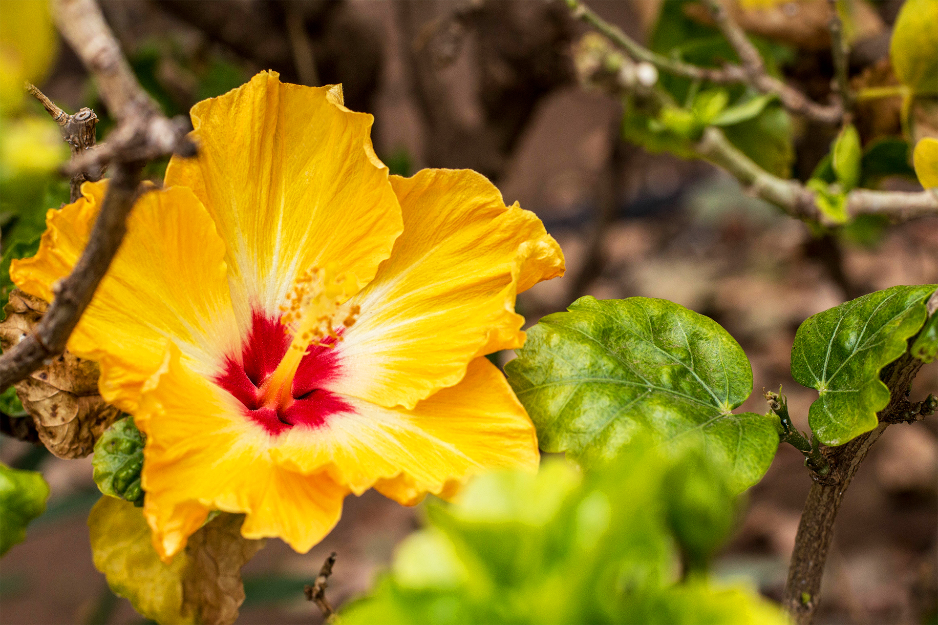Finca_Flower