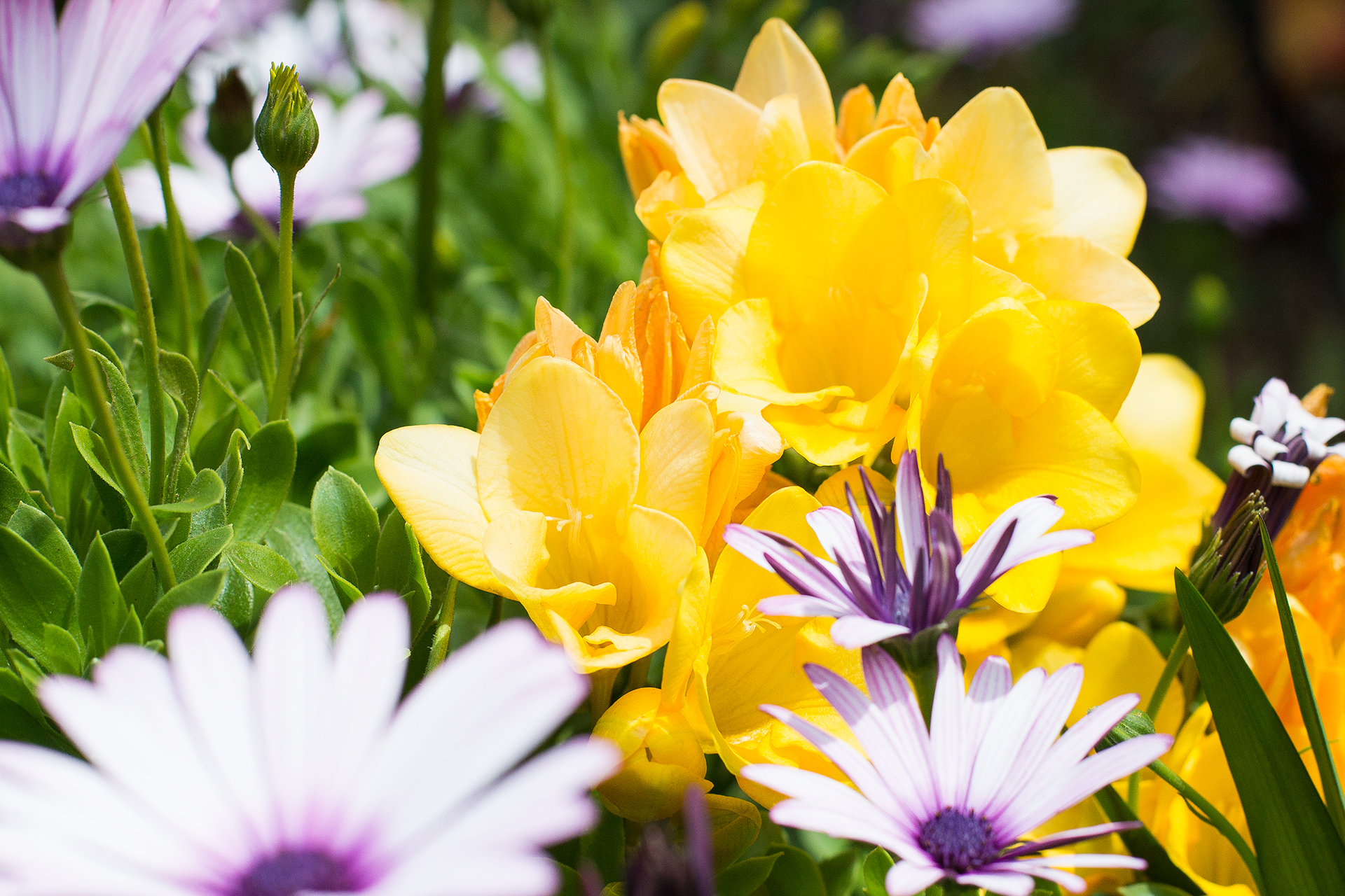 Finca_Flower_2