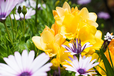 Finca_Flower_2_4c