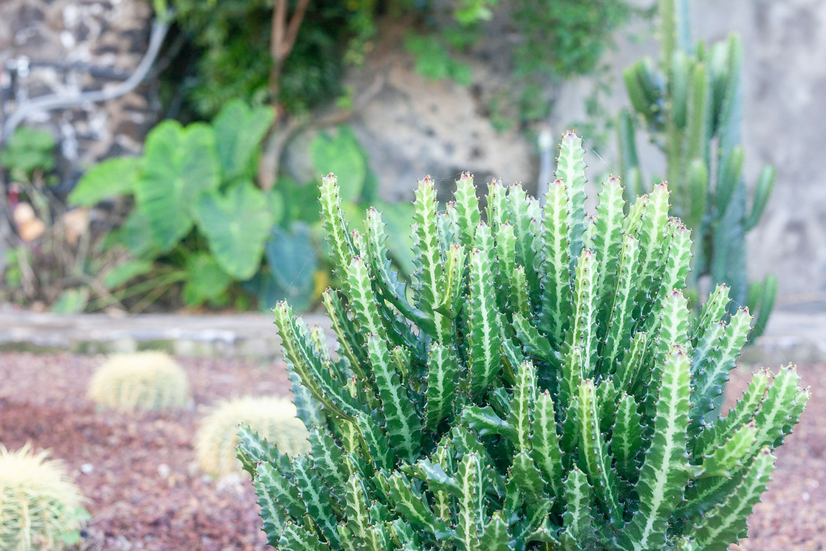 Euphorbia_2